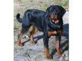 Rottweiler Puppy for sale in MAPLE HILL, NC, USA