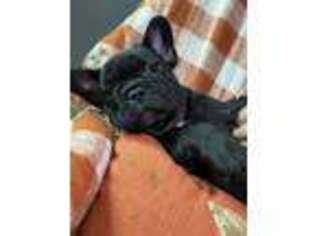 French Bulldog Puppy for sale in Crownsville, MD, USA