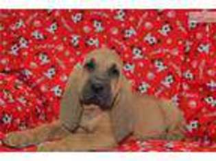 Bloodhound Puppy for sale in Fort Worth, TX, USA