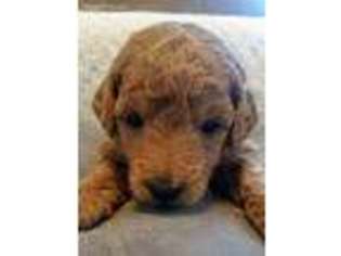 Labradoodle Puppy for sale in Ephrata, PA, USA