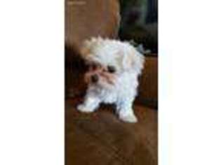 Maltese Puppy for sale in Springtown, TX, USA
