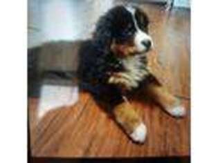 Bernese Mountain Dog Puppy for sale in Newton, NJ, USA