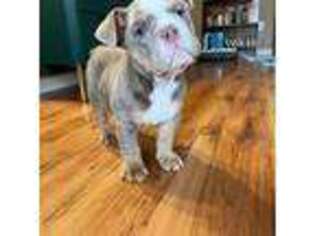 Bulldog Puppy for sale in Clovis, NM, USA