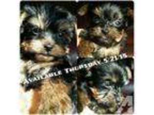 Yorkshire Terrier Puppy for sale in SAN PEDRO, CA, USA