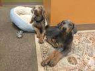 Doberman Pinscher Puppy for sale in TACOMA, WA, USA