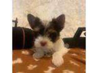 Yorkshire Terrier Puppy for sale in Rainsville, AL, USA