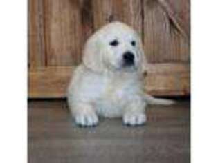 Golden Retriever Puppy for sale in Janesville, WI, USA