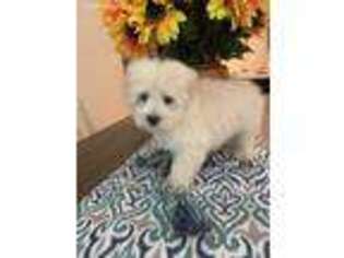 Maltese Puppy for sale in Biloxi, MS, USA