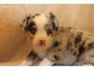 Miniature Australian Shepherd Puppy for sale in Throckmorton, TX, USA