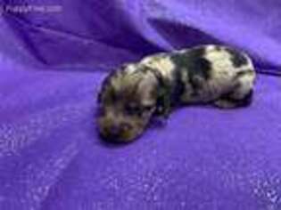 Dachshund Puppy for sale in Perry, IL, USA