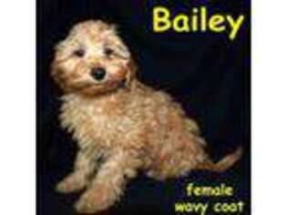 Goldendoodle Puppy for sale in Port Charlotte, FL, USA