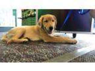 Golden Retriever Puppy for sale in Independence, KY, USA