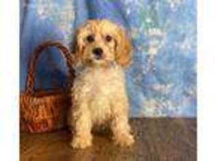 Cavapoo Puppy for sale in East Sparta, OH, USA