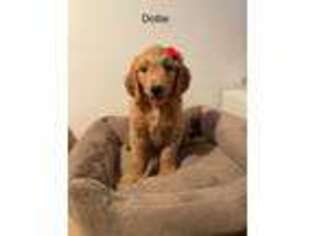 Goldendoodle Puppy for sale in Frederick, MD, USA