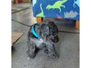 Mutt Puppy for sale in Glendale, AZ, USA