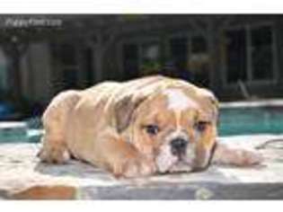 Bulldog Puppy for sale in Norco, CA, USA