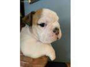 Bulldog Puppy for sale in Firth, NE, USA