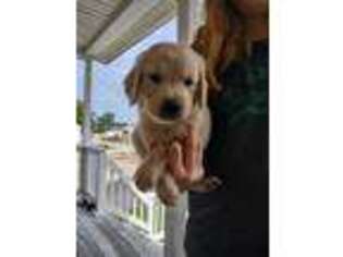Golden Retriever Puppy for sale in Poquoson, VA, USA