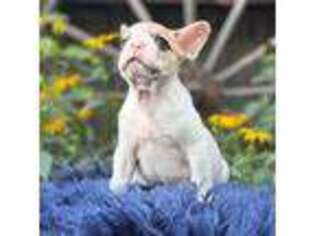 French Bulldog Puppy for sale in Beulah, MI, USA