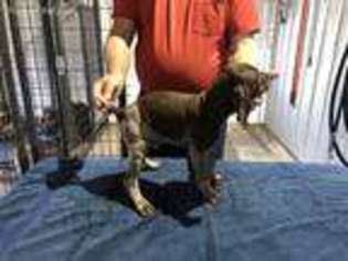 German Shorthaired Pointer Puppy for sale in Delhi, IA, USA
