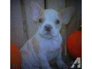French Bulldog Puppy for sale in MALVERN, OH, USA