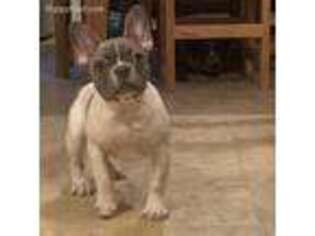 French Bulldog Puppy for sale in Hasty, CO, USA