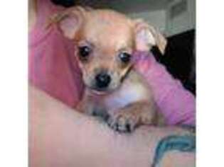 Chihuahua Puppy for sale in Pueblo, CO, USA