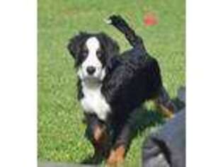 Bernese Mountain Dog Puppy for sale in Moulton, IA, USA