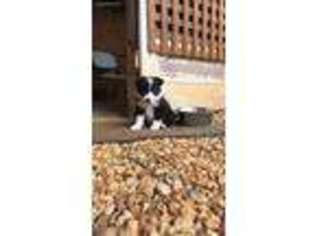 Border Collie Puppy for sale in Rome, GA, USA