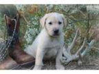 Labrador Retriever Puppy for sale in Macon, GA, USA