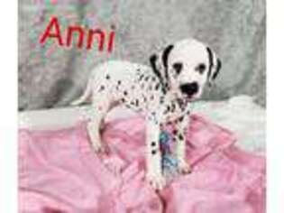 Dalmatian Puppy for sale in Sugarcreek, OH, USA