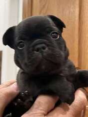 French Bulldog Puppy for sale in Dade City, FL, USA