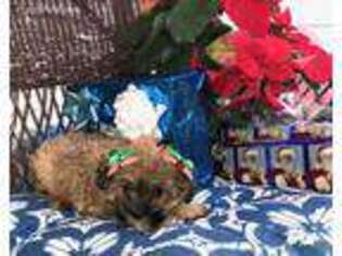 Shorkie Tzu Puppy for sale in Tarpon Springs, FL, USA