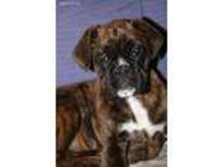 Boxer Puppy for sale in Plummer, ID, USA