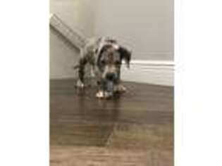 Great Dane Puppy for sale in Coral Springs, FL, USA