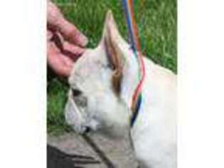 French Bulldog Puppy for sale in Toledo, WA, USA