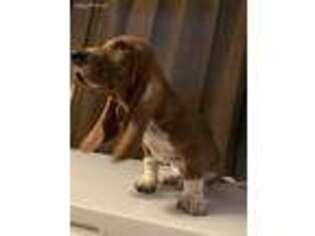 Basset Hound Puppy for sale in Pecos, TX, USA