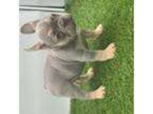 French Bulldog Puppy for sale in Surprise, AZ, USA