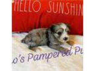 Yorkshire Terrier Puppy for sale in Mcallen, TX, USA