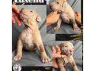 Mutt Puppy for sale in Austin, TX, USA