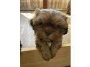 Mutt Puppy for sale in Niles, OH, USA