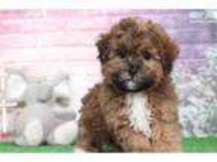 Shih-Poo Puppy for sale in Baltimore, MD, USA