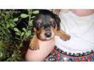 Dachshund Puppy for sale in Carson City, MI, USA