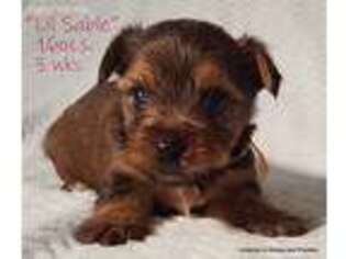 Yorkshire Terrier Puppy for sale in Mason City, IA, USA