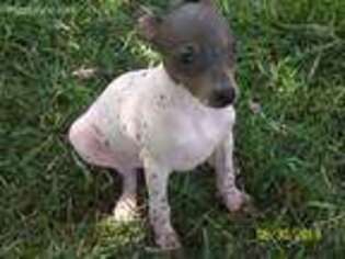 American Hairless Terrier Puppy for sale in Columbus, OH, USA