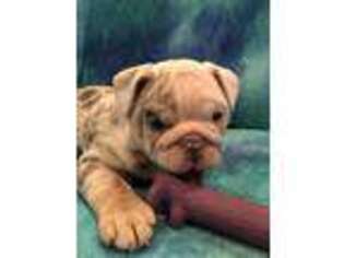 Bulldog Puppy for sale in Arlington, WA, USA
