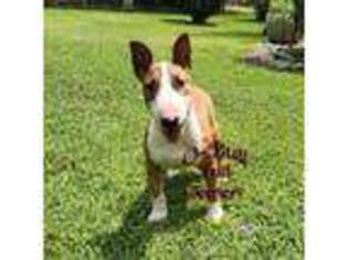 Bull Terrier Puppy for sale in Watts, OK, USA