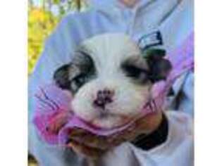 Shorkie Tzu Puppy for sale in Indian Trail, NC, USA
