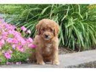 Cavapoo Puppy for sale in Quarryville, PA, USA