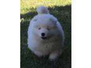 Samoyed Puppy for sale in Hollister, CA, USA